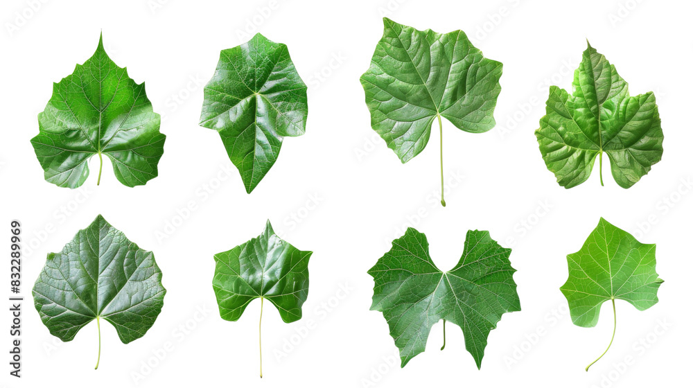 Grape leaves , Set of green leaves Grape leaves , Set of green leaves