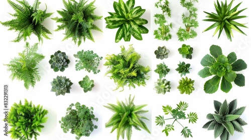 Top view of various green plants and succulents  Generative AI