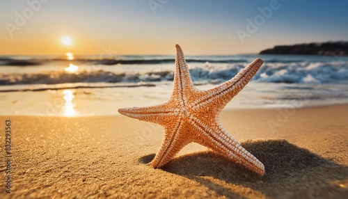 starfish on the summer beach