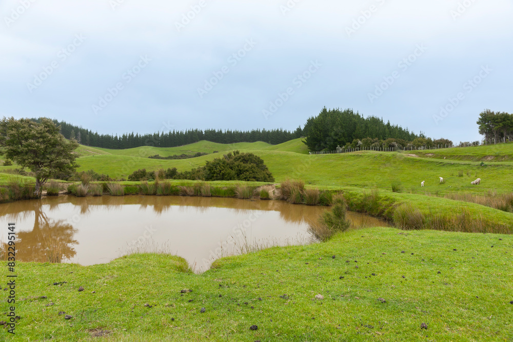 Green fields of typical New Zealand farm. Green fields of typical New Zealand farm.