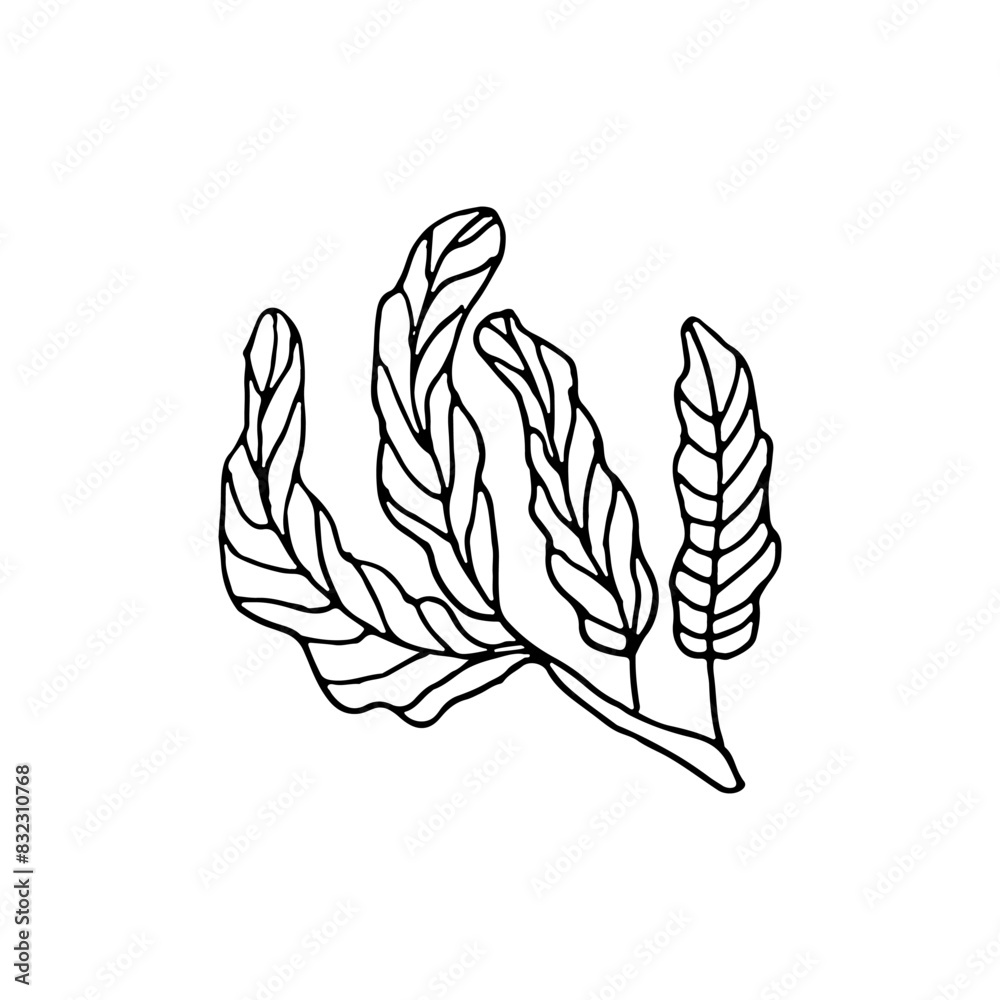 Seaweed. Plants living in aquatic environments. Doodle. Vector illustration. Hand drawn. Outline. Seaweed. Plants living in aquatic environments. Doodle. Vector illustration. Hand drawn. Outline.