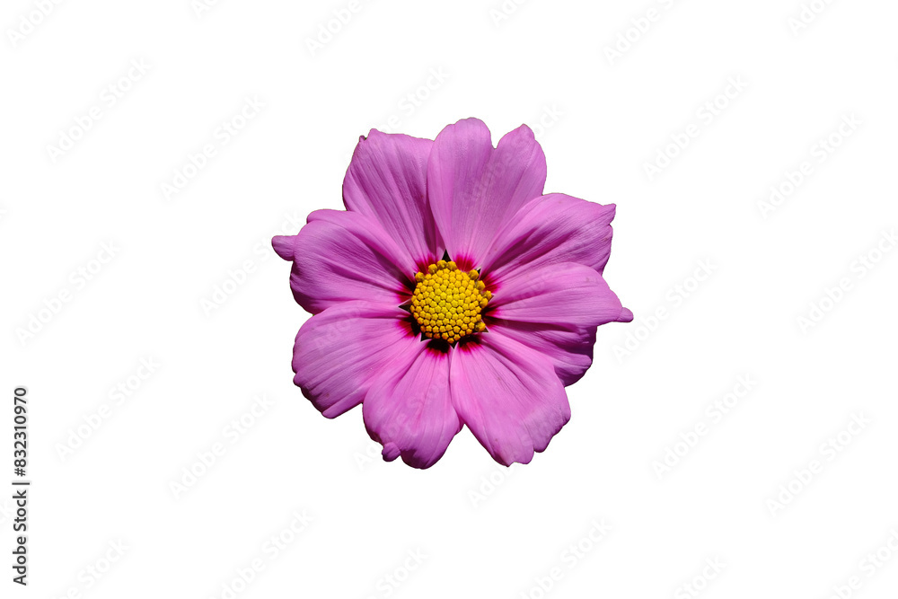 Pink flowers isolated on white background. Make clipping path. Pink flowers isolated on white background. Make clipping path.