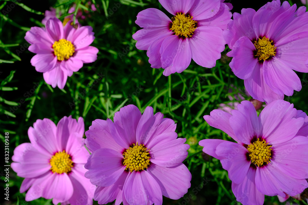 Fototapeta premium pink flowers in the park