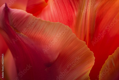 A close up of a flower with a pink and orange hue