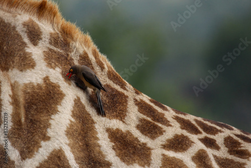 Striking spots of Giraffe skin and Oxpecker bird eating ticks, contrasted with near uniform background. Copy space. photo