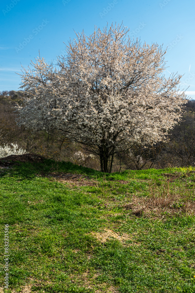 Blossoming prunus tree with clear sky above Blossoming prunus tree with clear sky above