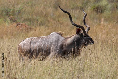 Magnificent, majestic, beautiful, spiral horns. Greater Kudu (Tragelaphus strepsiceros) bull, long tall grass. Pilanesberg National Park, Game Reserve, South Africa photo