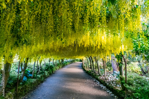 Obraz na płótnie Yellow flowering Laburnum Arch and pathway