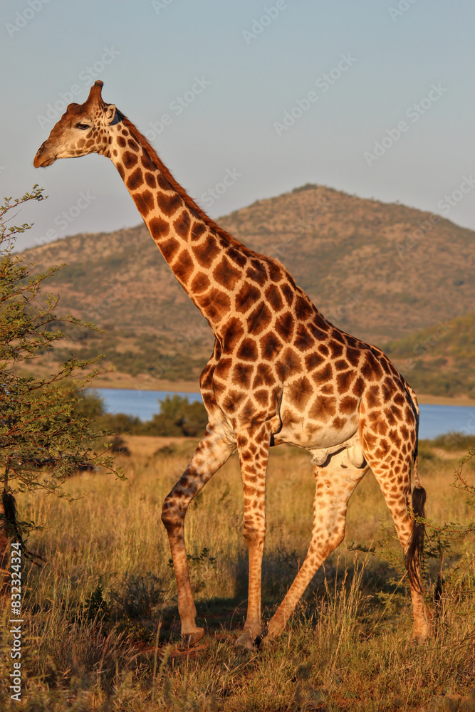 Fototapeta premium Giraffe in late afternoon sun. On safari, Pilanesberg National Park, Game Reserve, South Africa