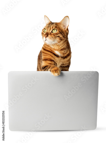 Red cat with a gray laptop on a white background.