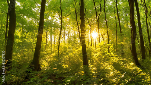 Golden sunlight streaming through the dense foliage of a forest canopy  casting dappled shadows on the forest floor