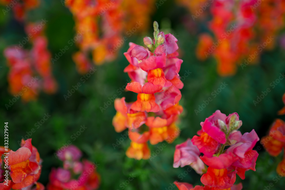 Ταπετσαρία snapdragon flowers in the garden
