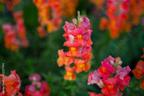 Tableau sur toile snapdragon flowers in the garden