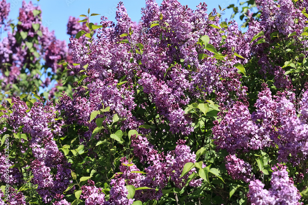 Blooming Lilac Flowers On Tree Branch Blooming Lilac Flowers On Tree Branch