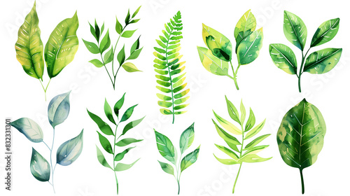Set of colourful botanical leaves in watercolor paint style on a transparent background. Isolated flowers and leaves for decoration elements in green color.