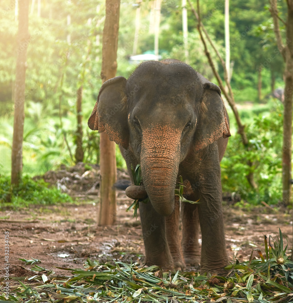 Fototapeta premium Elephant, nature and eating plants at forest outdoor in jungle, environment or tropical rainforest in Thailand. Animal, woods or hungry mammal with food or leaves by trees at conservation park or zoo