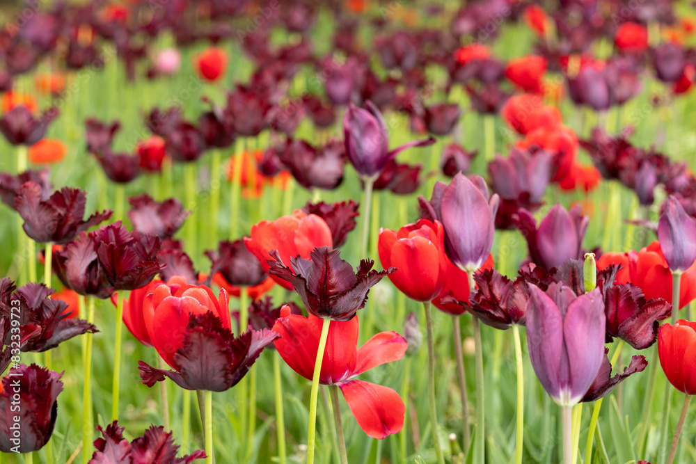 Field of red and burgundy tulips Field of red and burgundy tulips