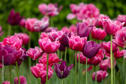 Pink tulips in the garden on a blurred background of green plants