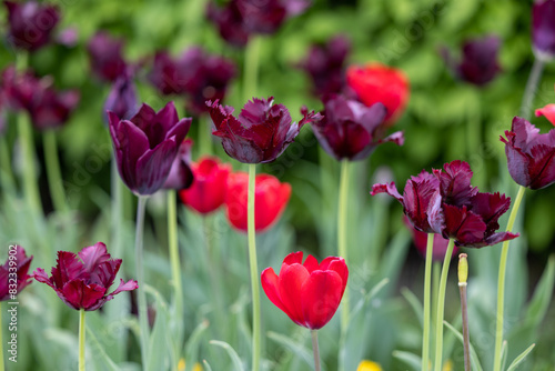 Close view of tulips in a flowerbed