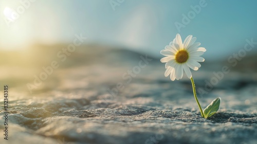 White daisy flower growing on sand ground blurred sun light background © Nick