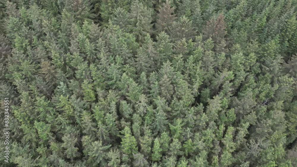 A high angle drone shot of a forest with spiky tree tops. A high angle drone shot of a forest with spiky tree tops.