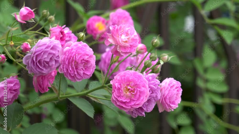 The rose flowers blooming on the fence are fresh and romantic. The rose flowers blooming on the fence are fresh and romantic.