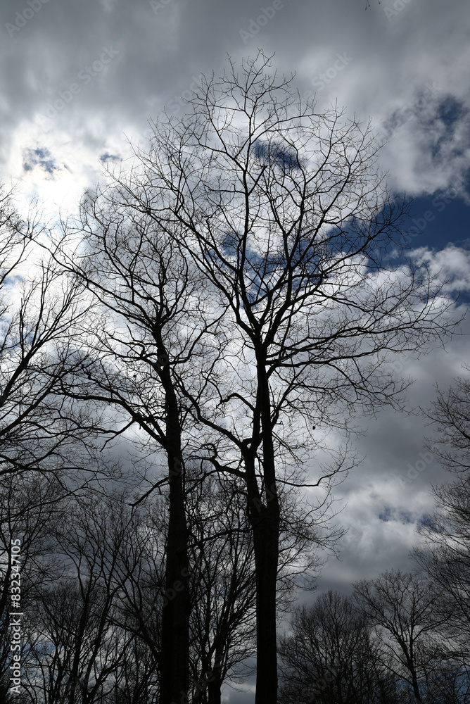Beautiful, tall trees with a gloomy overcast sky. Beautiful, tall trees with a gloomy overcast sky.