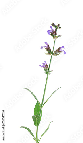 Salvia Officinalis isolated on white background. Purple pink flowers of sage. Medicinal and culinary herb.