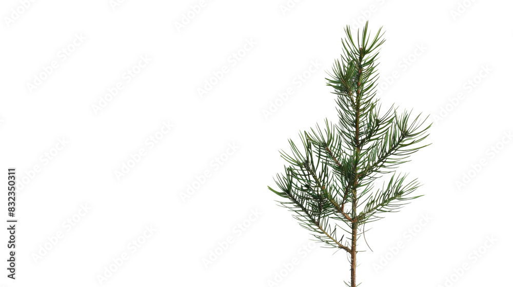 Obraz premium Plant leaf tree pine