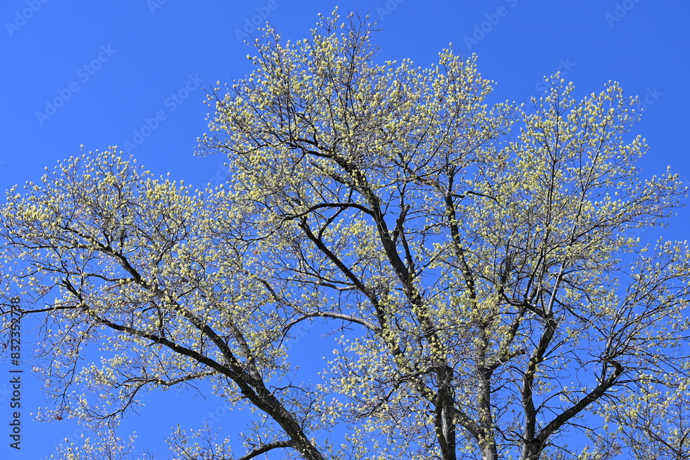 Massive tree in the early spring season with its branches beginning to blossom and with a rich blue sky in the background. Massive tree in the early spring season with its branches beginning to blossom and with a rich blue sky in the background.
