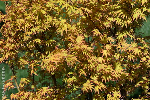 Close-up of a Dwarf Japanese Maple tree, or Acer palmatum, displaying its beautiful and colorful leaves in the early spring season.