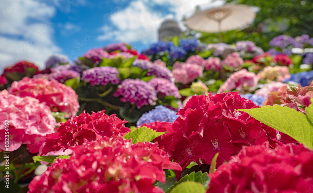 カラフルな紫陽花たち カラフルな紫陽花たち