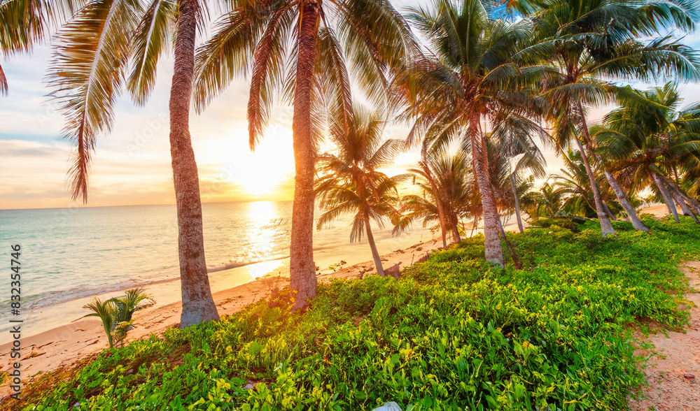 Obraz premium a palm trees on a beach in the caribbean sea