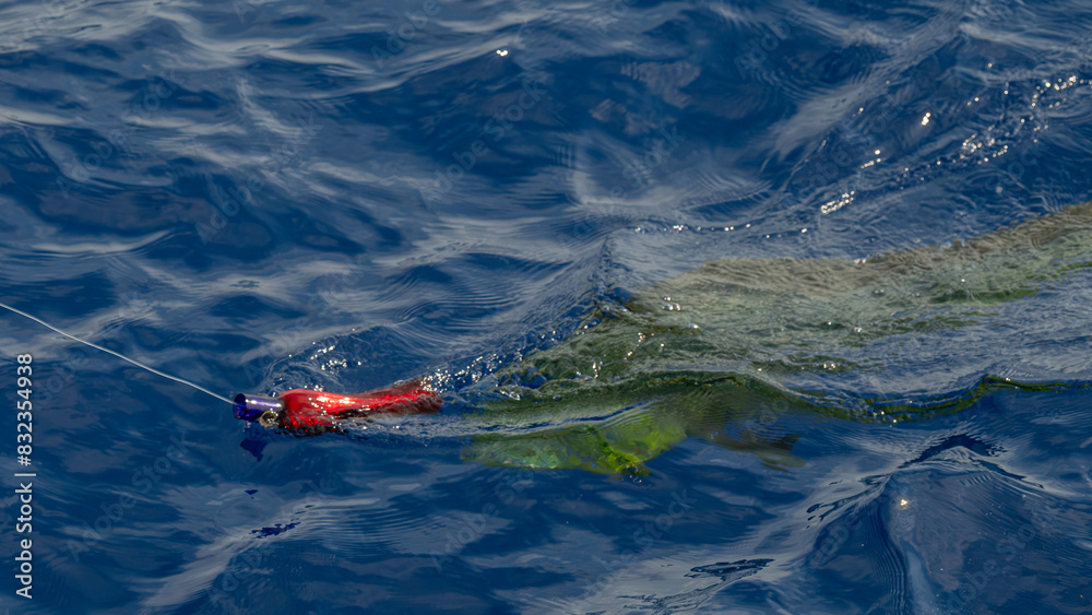 Fototapeta premium Fish holding a fishing rod underwater, pulled by the current
