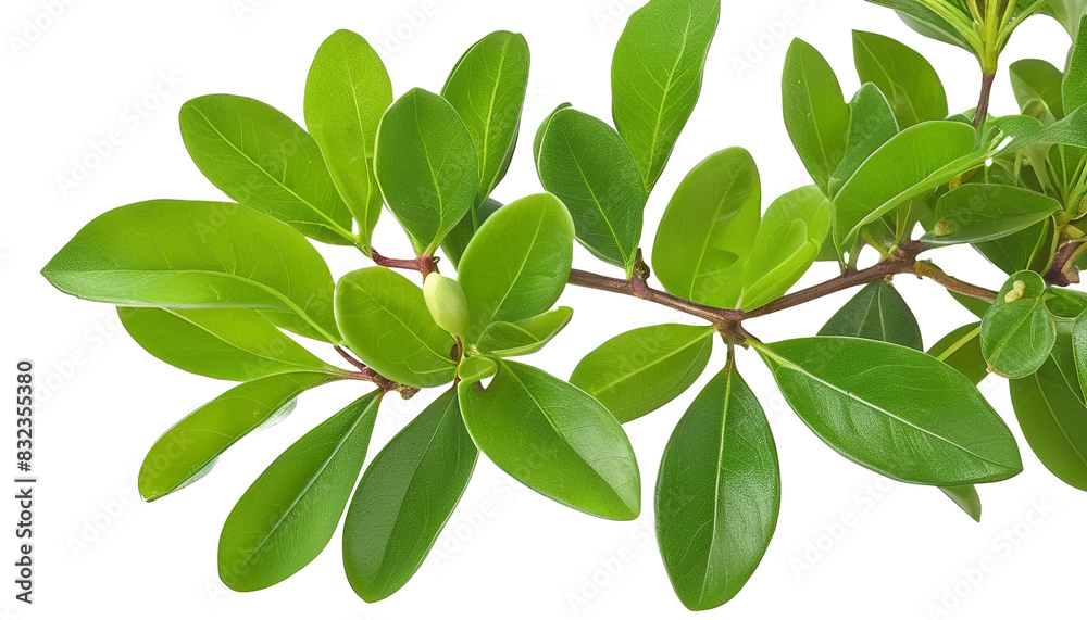 Fototapeta premium Botanical Beauty: Pittosporum Branch with Delicate Blossoms