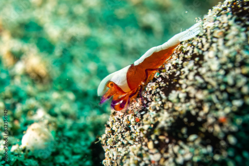 Emperor shrimp - Periclimenes imperator - - Anilao Philippinen