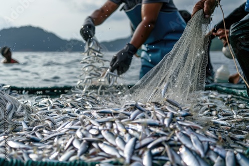 Fishermen with Full Net of Fish photo