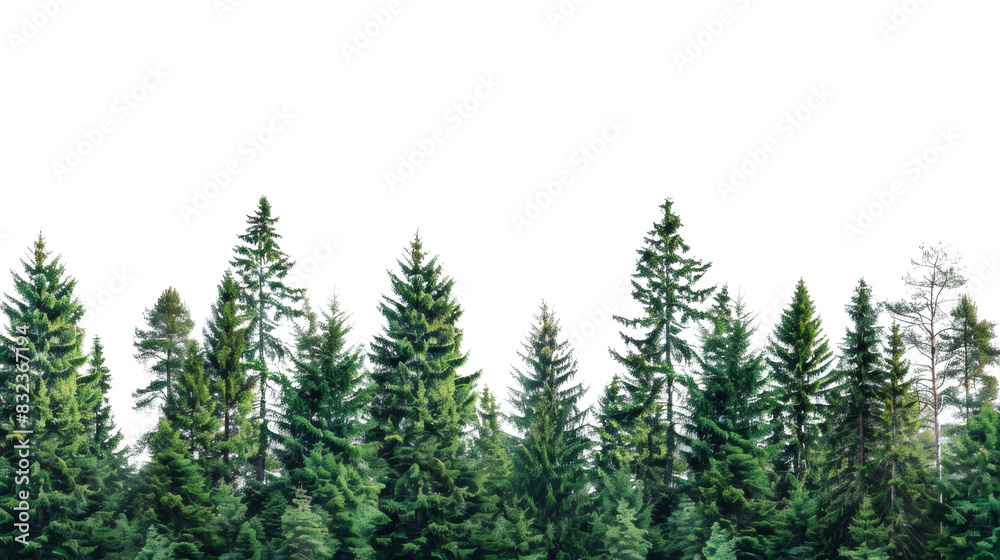 Fototapeta premium Pine forest border, nature aesthetic 