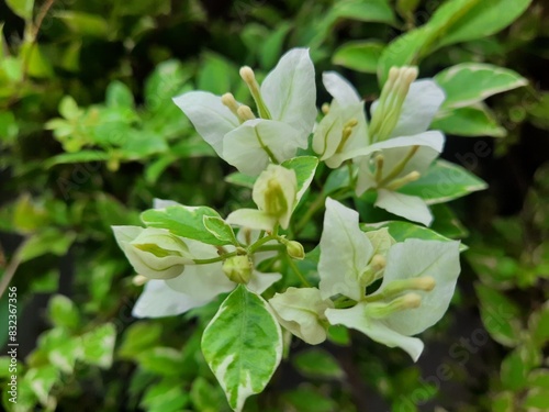 Singapore white bougainvillea flowers photography