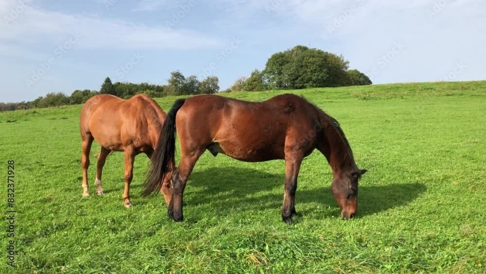 Grazing horses in the meadow on a pasture, idyllic countryside landscape Grazing horses in the meadow on a pasture, idyllic countryside landscape