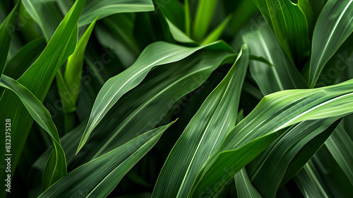 Green corn leaf plant close-up