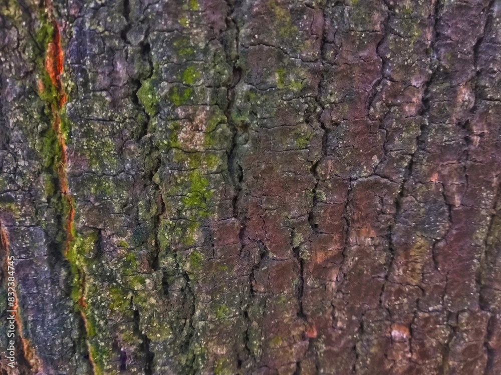 Bark tree texture surface for natural background with copy space Bark tree texture surface for natural background with copy space