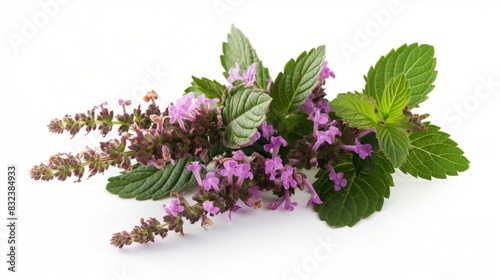 Wallpaper Mural Thai Basil flower patchouli plant isolated white background Torontodigital.ca
