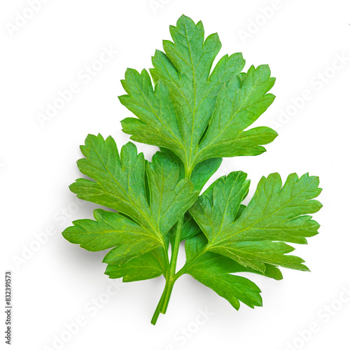 Bild auf Leinwand Fresh parsley leaf
