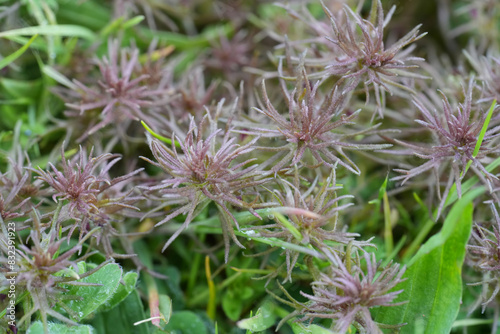 Closeup on the small dwarf owl s-clover wildflower  Triphysaria pusilla  a parasite plant