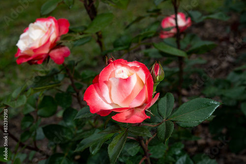 Rosa 'Nostalgie' is a hybrid tea rose with beautiful red flowers