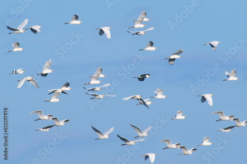 Flock of Western Cattle Egrets (Bubulcus ibis), Amazon Basin, Brazil, South America