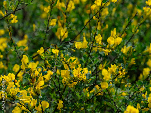 a field with wildflowers on a sunny summer day