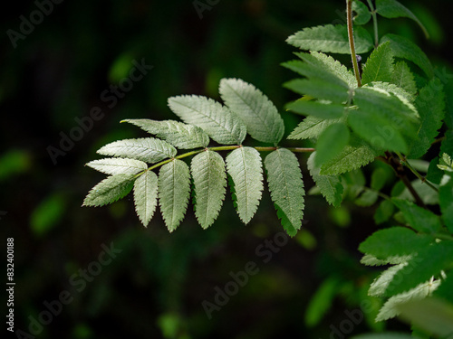 a field with wildflowers on a sunny summer day