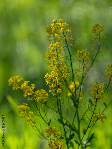 a field with wildflowers on a sunny summer day